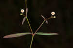 Coastal sand spurge